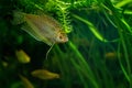 Aquarium Fish Golden gourami Royalty Free Stock Photo