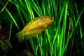 Aquarium Fish Golden gourami