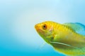 Aquarium Fish Golden gourami Trichogaster trichopterus Gold Royalty Free Stock Photo