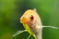 Aquarium Fish Golden gourami Trichogaster trichopterus Gold Royalty Free Stock Photo