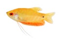 Aquarium Fish Golden gourami Trichogaster trichopterus Gold