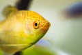 Aquarium Fish Golden gourami Trichogaster trichopterus Gold Royalty Free Stock Photo