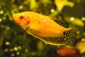 Aquarium Fish Golden gourami Trichogaster trichopterus Gold in fish tank Royalty Free Stock Photo