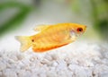 Aquarium Fish Golden gourami Trichogaster trichopterus Gold Royalty Free Stock Photo