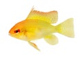 Aquarium Fish Golden Ram Dwarf cichlid Mikrogeophagus ramirezi freshwater Royalty Free Stock Photo