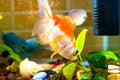 Aquarium fish goldfish is swimming in the water with green plant Royalty Free Stock Photo