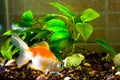 Aquarium fish goldfish is swimming in the water with green plant Royalty Free Stock Photo