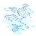 Aquarium fish. Modern outline illustration of tropical decorative fish on white background.