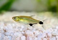 Aquarium fish Panda Tetra dawn tetra Aphyocharax paraguayensis freshwater