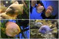 Aquarium fish: Piranha, Discus, Cichlid. Royalty Free Stock Photo