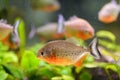 Predatory pirani fish in the aquarium