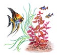 Aquarium fish and plants, watercolor illustration on a white background.