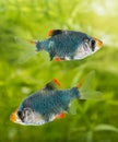 Aquarium fish Royalty Free Stock Photo