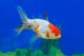 Aquarium fish red with flowing fins Royalty Free Stock Photo