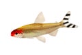 Aquarium fish Rummy-nose Tetra Hemigrammus rhodostomus bleheri freshwater Royalty Free Stock Photo