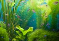 Aquarium with fish and seaweed Royalty Free Stock Photo