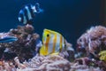 Aquarium fish - sergeant major or pantano and yellow fishtank. Royalty Free Stock Photo