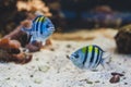 Aquarium fish - sergeant major or pÃÂ­ntano. Royalty Free Stock Photo