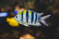 Aquarium fish - sergeant major or pÃÂ­ntano. Royalty Free Stock Photo