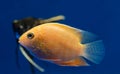 Aquarium fish severum Royalty Free Stock Photo