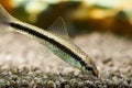 Aquarium fish. Siamese algae eater Royalty Free Stock Photo