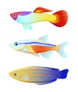 Aquarium fish silhouette isolated on white icons Royalty Free Stock Photo