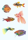 aquarium fish