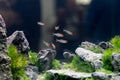 A flock of fish in an aquarium with stones