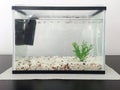 Aquarium fish tank full of water Royalty Free Stock Photo