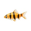 Aquarium fish tiger barb,single illustration in realistic cartoon Royalty Free Stock Photo