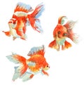 Aquarium fish watercolor painting Royalty Free Stock Photo