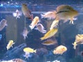 Aquarium fishes Royalty Free Stock Photo