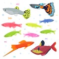 Aquarium fishes: great collection of highly detailed illustrations with tropical tank fishes. Royalty Free Stock Photo