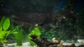 Aquarium with fishes, natural plants and rocks. Tropical fishes. Aquarium with green plants.