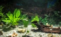 Aquarium with fishes, natural plants and rocks. Tropical fishes. Aquarium with green plants.