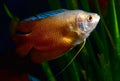 Aquarium Fisk, Dwarf Gourami Trichogaster lalius Royalty Free Stock Photo