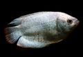 Aquarium Fisk, Dwarf Gourami Trichogaster lalius Royalty Free Stock Photo