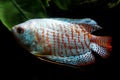 Aquarium Fisk, Dwarf Gourami Trichogaster lalius Royalty Free Stock Photo