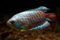 Aquarium Fisk, Dwarf Gourami Trichogaster lalius Royalty Free Stock Photo