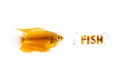 Aquarium golden Fish Royalty Free Stock Photo