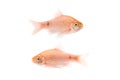 Aquarium golden Fish Royalty Free Stock Photo