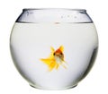 Aquarium with goldfish Royalty Free Stock Photo