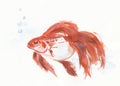 Aquarium goldfish with air bubbles closeup artwork portrait. Watercolor hand drawn on watercolour paper texture