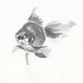 Aquarium goldfish closeup artwork portrait. China ink hand drawn on watercolour paper texture