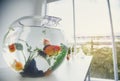 Aquarium goldfish placed on the table as a hobby. Royalty Free Stock Photo