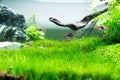 Aquarium Green Grass