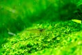 Aquarium Green Grass Royalty Free Stock Photo