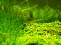 Aquarium Green Grass