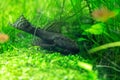 Aquarium Green Grass Royalty Free Stock Photo