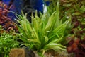 Aquarium green plants Royalty Free Stock Photo